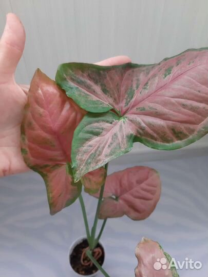 Сингониумы сортовые-3