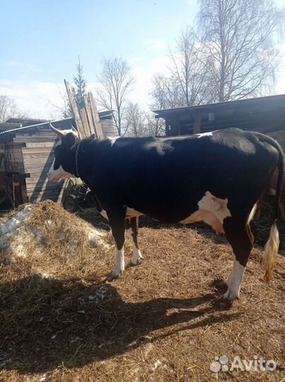 Корова дойная