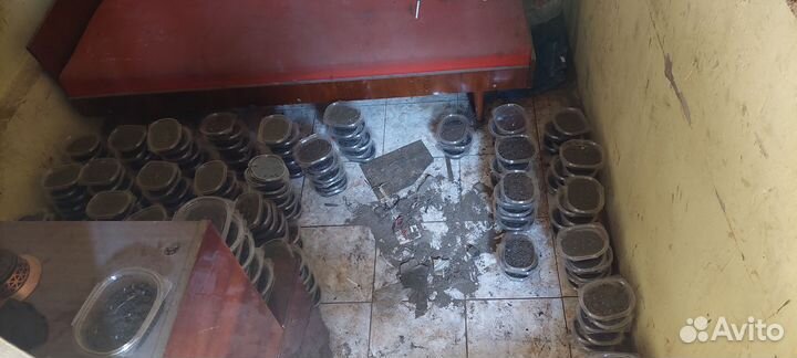 Черви, зеленые, крупные