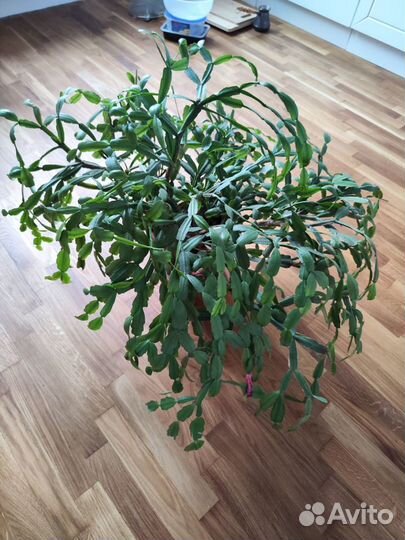 Декабрист взрослое растение