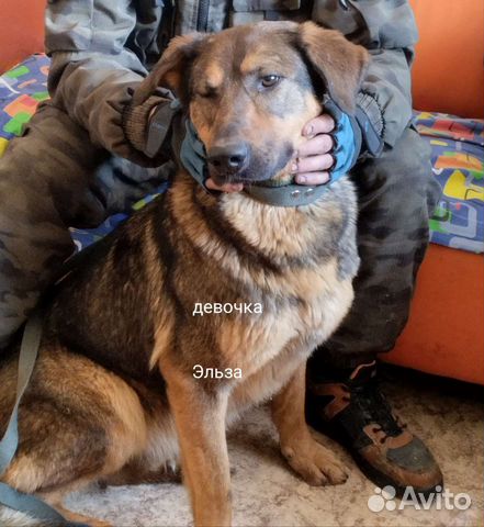 Отдам бесплатно