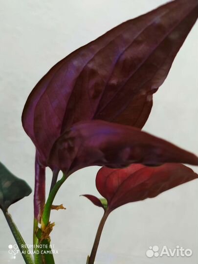 Сингониумы