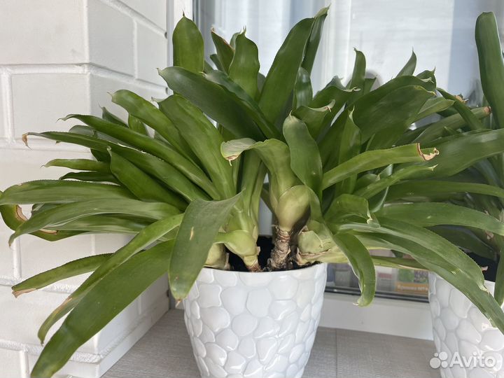 Цветы домашние в горшках