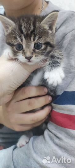 Котята в добрые руки 2 девочки
