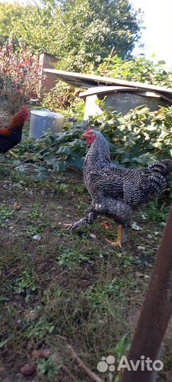 Молодые петухи