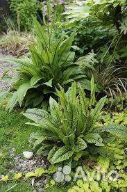 Декоративный щавель и подорожник