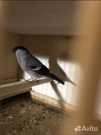 Певчие птицы