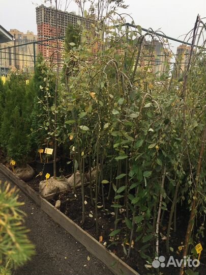 Саженцы ивы. Плакучая форма ива козья