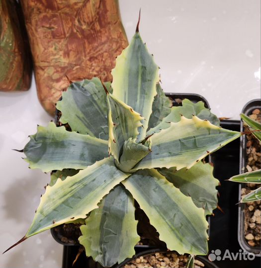 Агавы Potatorum verschaveltii ikari raijin nishiki