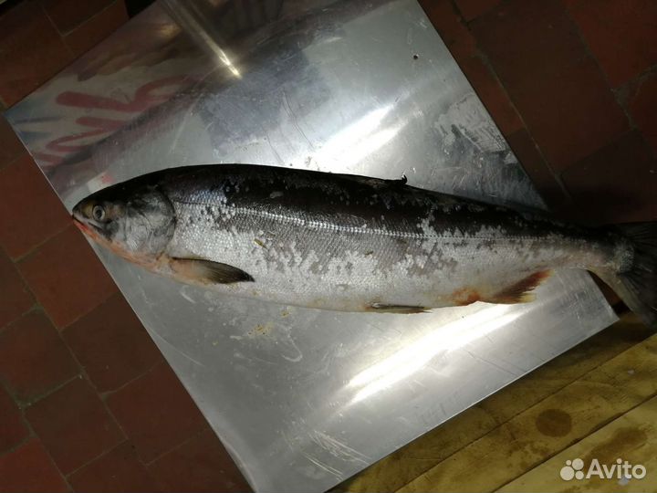 Свежая рыба Кета 2023г