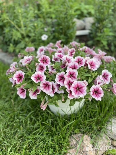 Вегетативная петуния