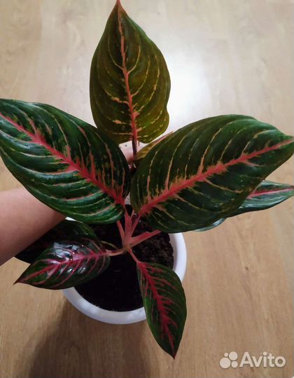 Аглаонема, Диффенбахия