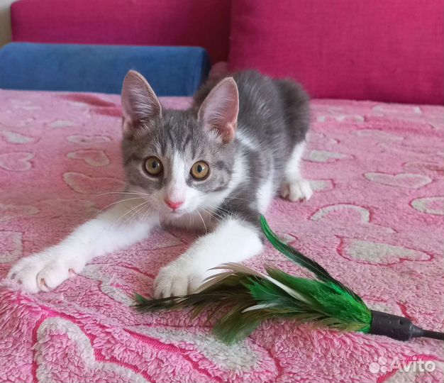 Милый котенок красавишна