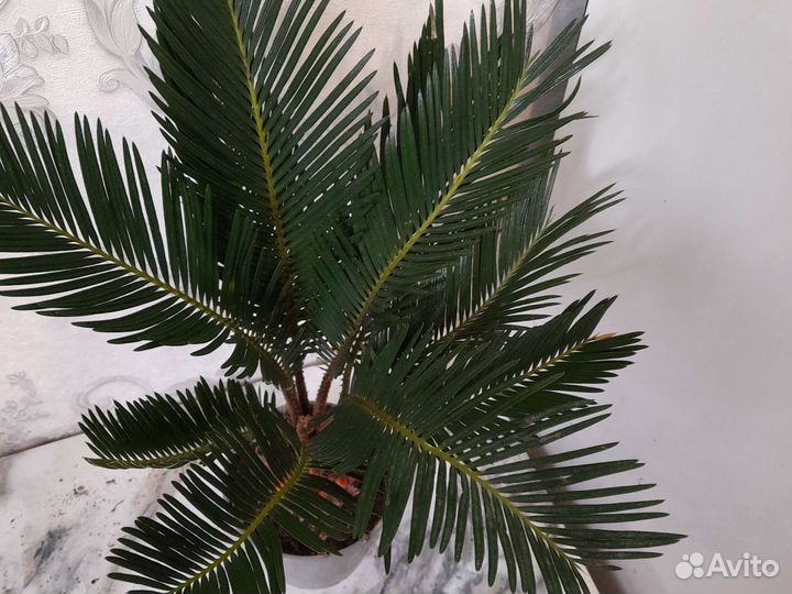 Цикас революта