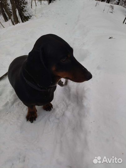 Такса кобель, вязка