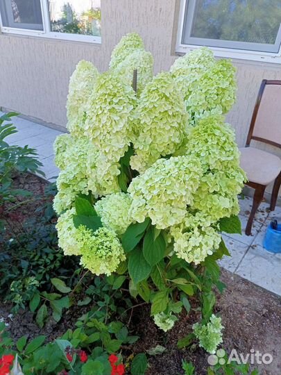 Гортензия метельчатая, древовидная