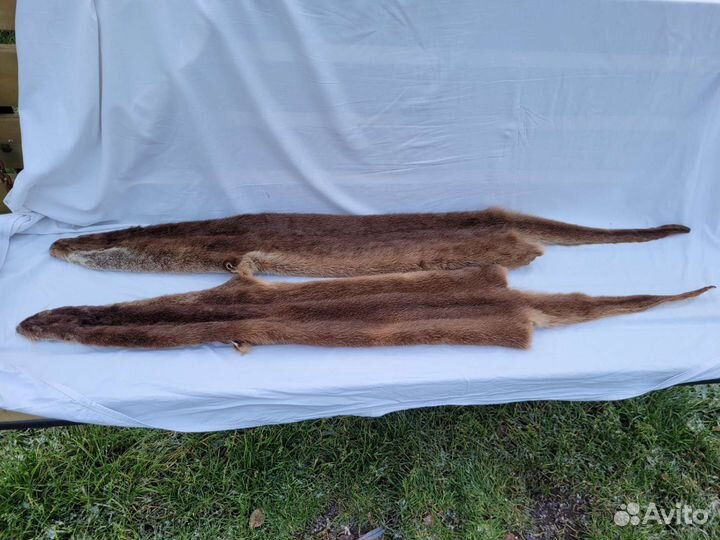 Шкура выдры