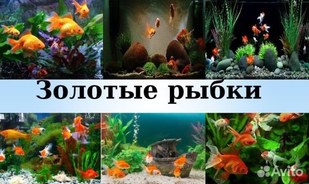 Продам рыбок аквариумных