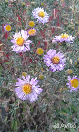 Октябрина - сентябрина