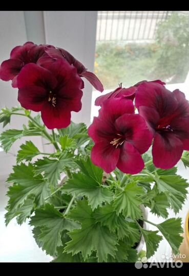 Пеларгония герань королевсеая