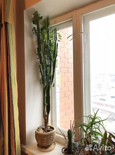 Цветок домашний: Молочай треугольный/трехгранный