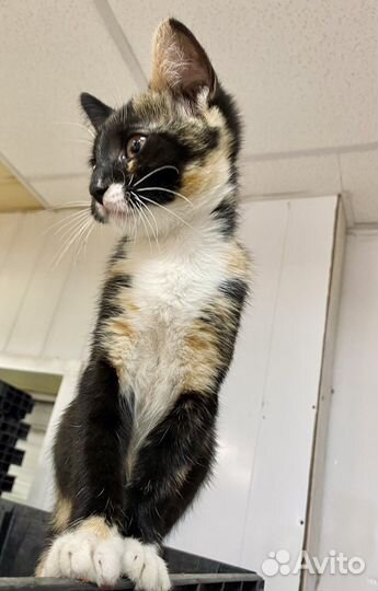 Котята в добрые руки две девочки