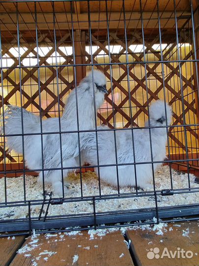 Султанки, шелковые, карл. кохи,ко шамо, модерны