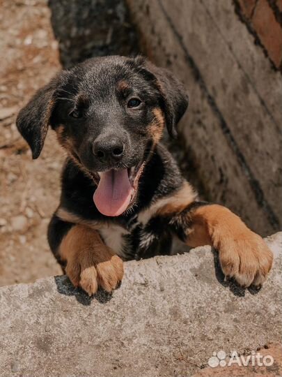 Собака в добрые руки отдам бесплатно