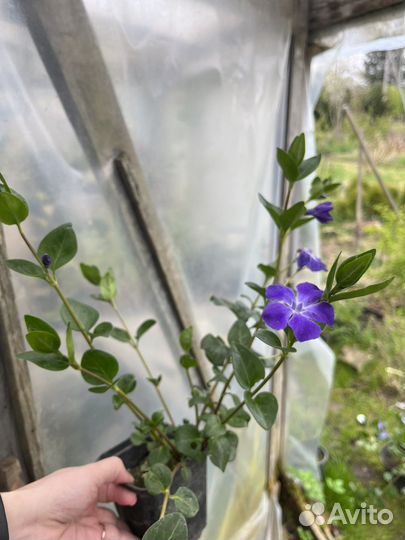 Барвинок крупноцветковый