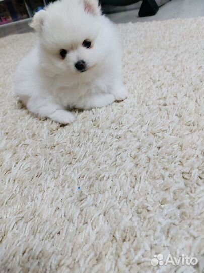 Шпиц мини мишка