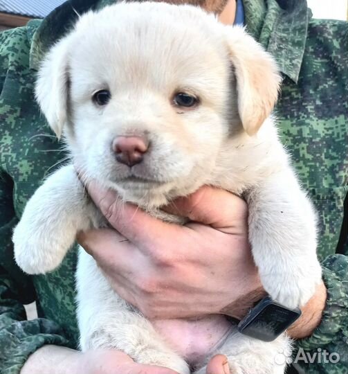 Щенок в добрые руки бесплатно