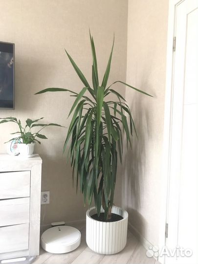 Юкка ей 20 лет