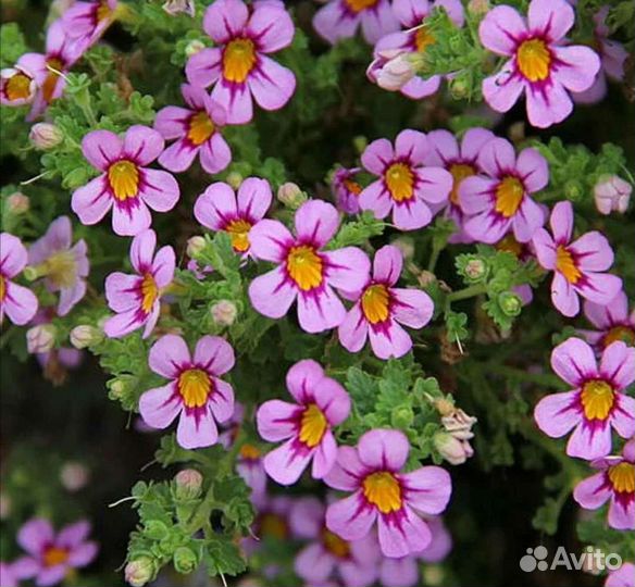 Джеймсбриттения