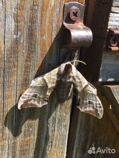 Репетитор по химии и биологии