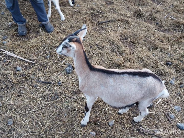 Коза дойная