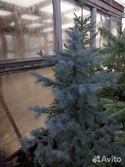 Ёлочки разного размера