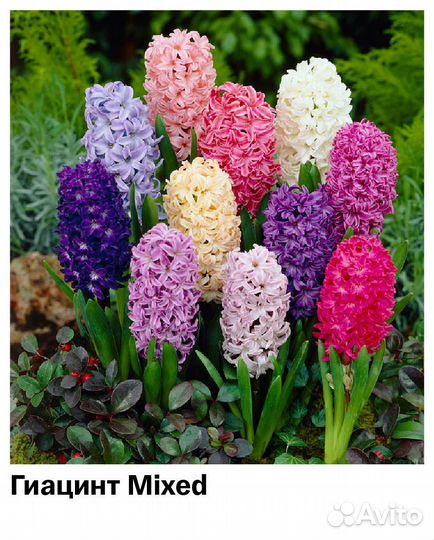 Гиацинты луковицы