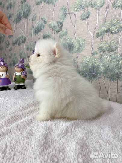 Померанский шпиц мини