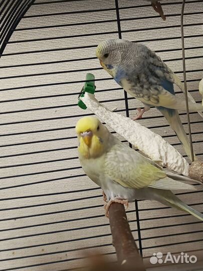 Волнистый попугай, получехи, Чехи