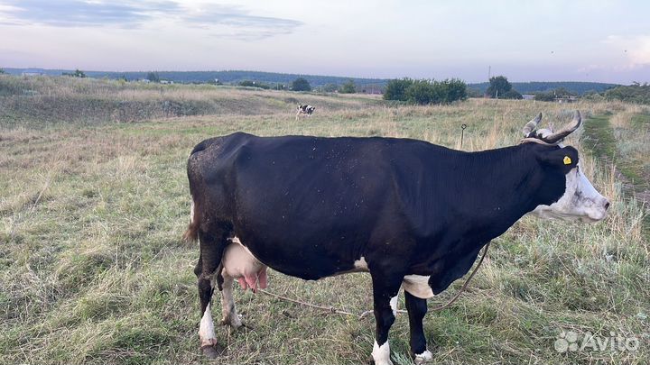 Продам корову бычка тёлку и каняшка