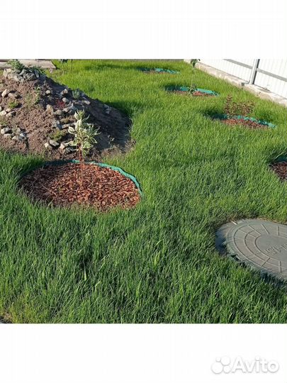 Газон с мятликом / премиум