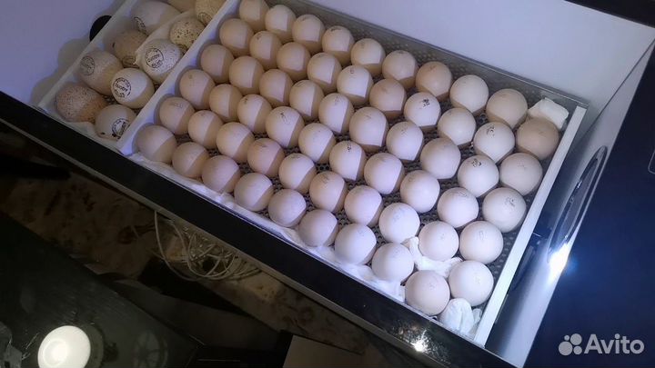 Инкубационное яйцо кур и индоуток