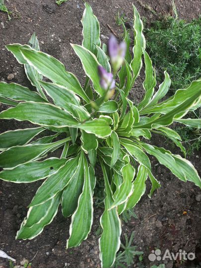 Продам хосты