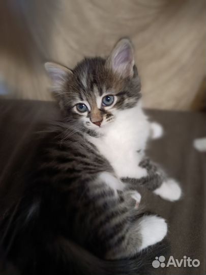 Котята в добрые руки бесплатно