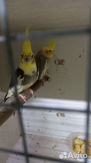 Попугаи корелла птенцы и другие