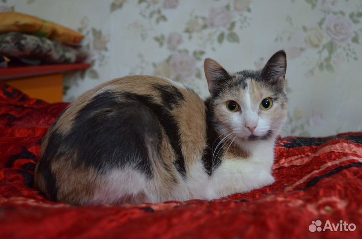 Отдам кошечку 1 год. Стерильная