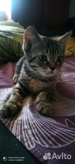 Кошка