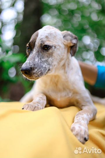 Маленькая красивая собака из приюта бесплатно
