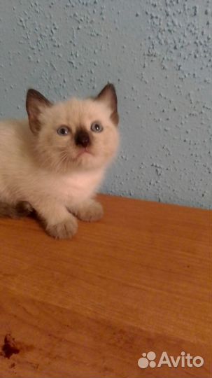 Сиамские котята