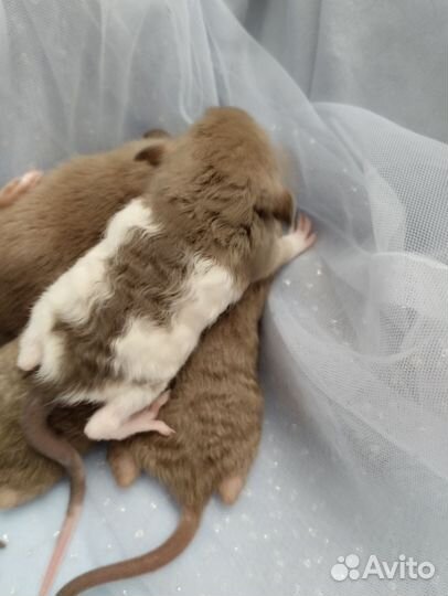 Крысята дамбо.бурмис./клетки